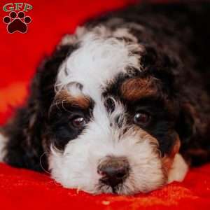 Berti, Mini Bernedoodle Puppy